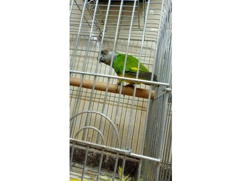 Senegal papağanı 8 aylık