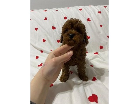 Toy poodle red brown yavrularımız
