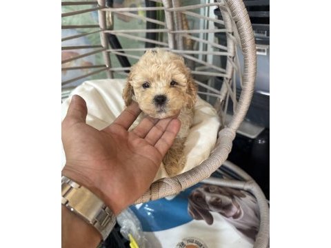 A kalite kore maltipoo yavrularımız