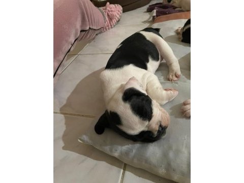 1 erkek ve 1 dişi 1 aylık yavru french bulldoglar