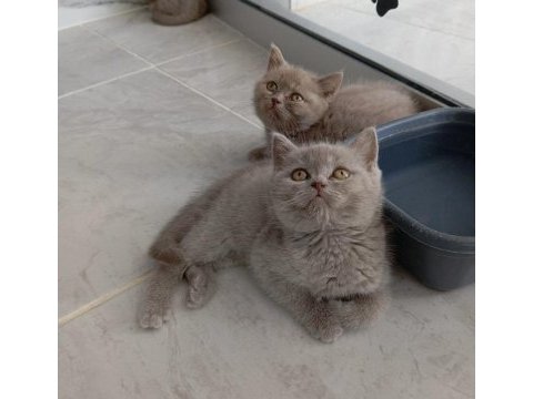 Saf kan british shorthair yavrularımız
