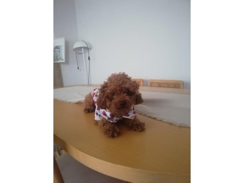 Köpeğimiz kukiş