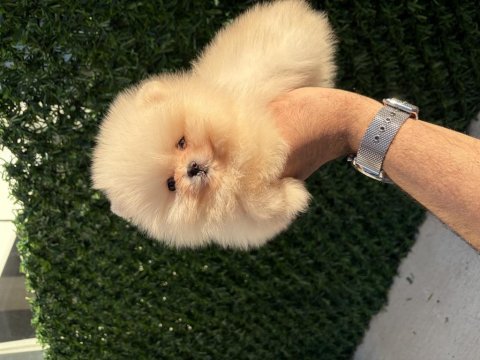 Orijinal ayıcık surat yakışıklı pomeranian