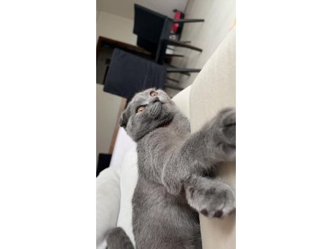 Scottish fold 4 aylık