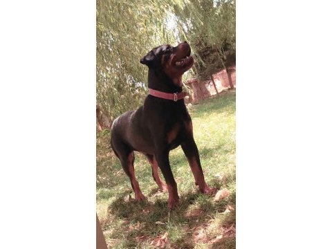 Erkek-dişi a şecereli safkan rottweiler