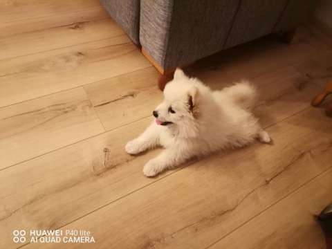 Erkek japon spitz