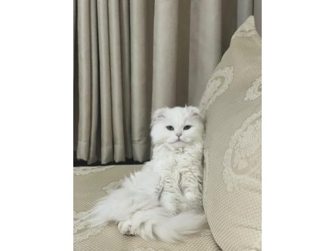 1 yaşında evde bebek gibi bakılmış kedimiz