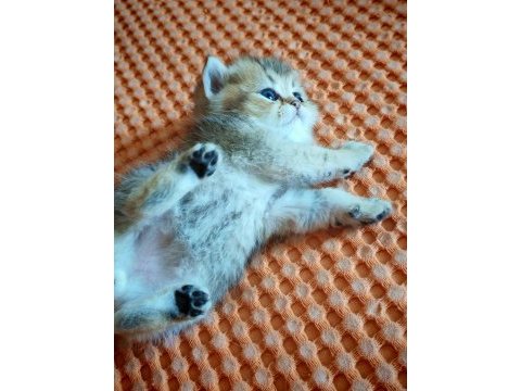 Ny 25 tatlı bir minnoş oğlan british shorthair