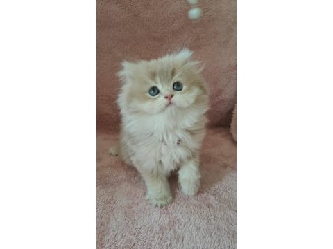 British longhair golden cy12 erkek
