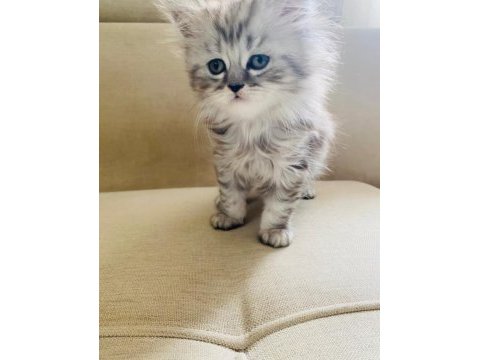 British longhair 4 aylık erkek