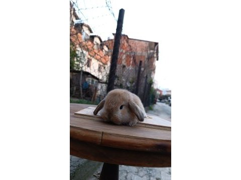 Holanda lop mini lop cuce tavşanlar gönderim var