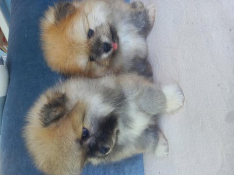 Teacup kar beyaz pomeranian yeni yavrular
