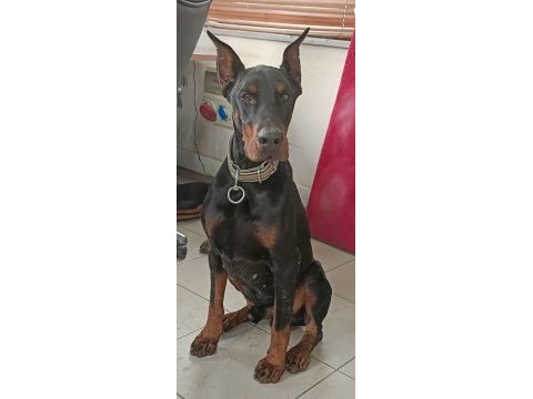Üst kalite doberman yavruları