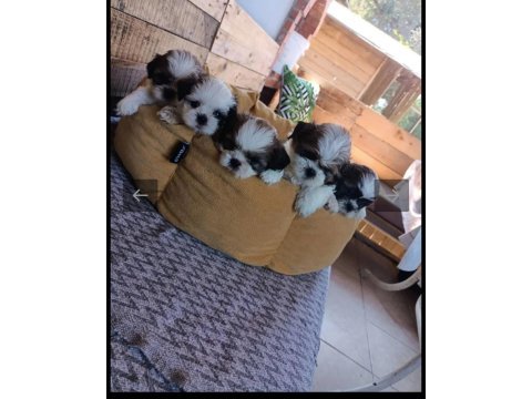 Sağlıklı shih tzu yavrular