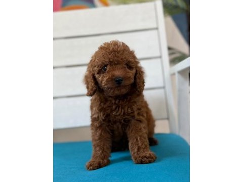 Minnacık toy poodle yavrularım