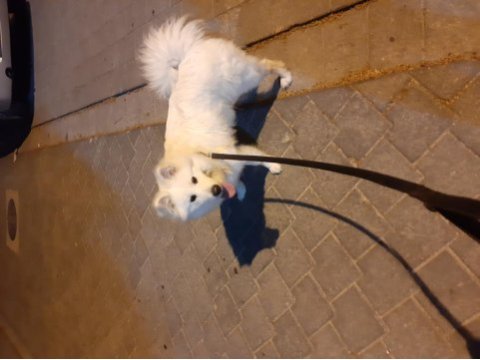 8 aylık erkek samoyed