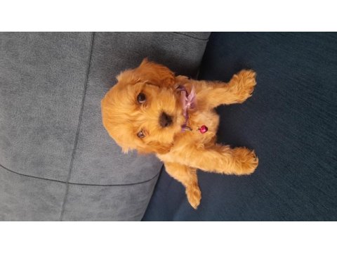 Maltipoo 3 aylık mecburiyetten satıyorum