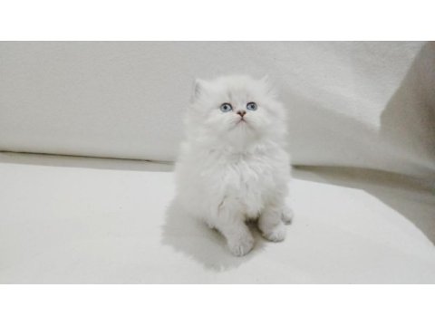Cy 1133 british longhair point 50 günlük maviş