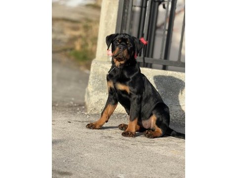 Kif kayıtlı rottweiler