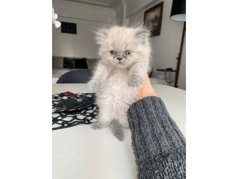 Evinizin chinchilla yeni neşesi sizi bekliyor