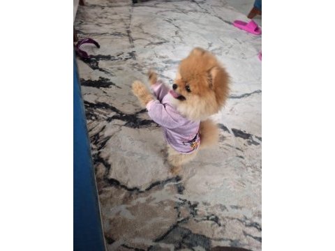 Pomeranian yavrumuz yeni sahibini arıyor