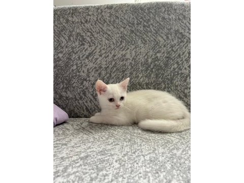 British shorthair yavrularımıza yeni yuva arıyoruz