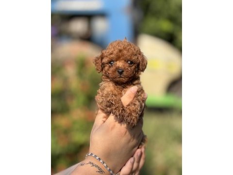 Çiş eğitimli sağlık garantili aşılı toy poodle 