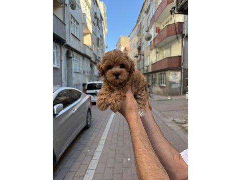 Orjinal maltipo yavrumuz 