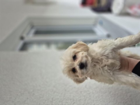 Maltipoo yavru 55 günlük