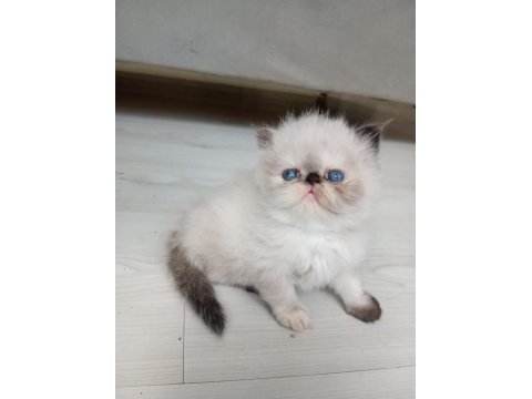 En güzelleri british longhair