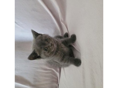 Güzel british shorthair yavrular
