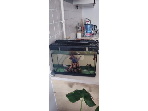 Komple akvaryum balıkları ile birlikte