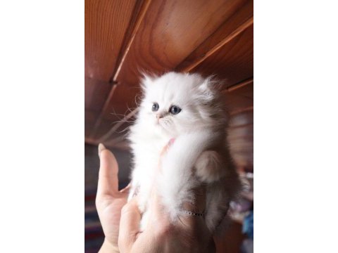 2 dişi ve 1 erkek şecereli british longhair yavrular