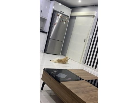 8 aylık pomeranian