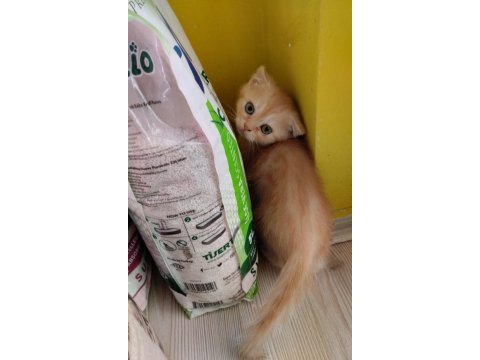 Orjinal safkan britishorthair yavrular