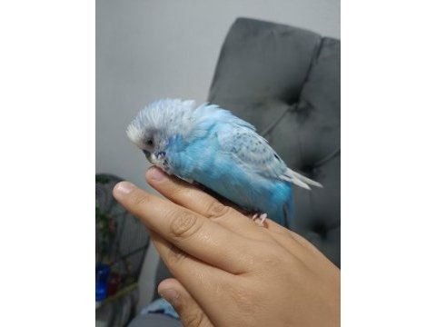 Konuşan ele alışık muhabbet kuşu
