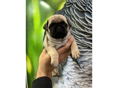Pug mops yavrularımız