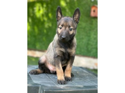 Malinois erkek dişi yavrular