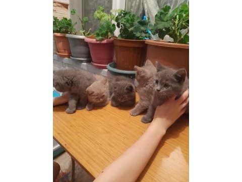 Eskişehir british shorthair yavru 5 tane yavru