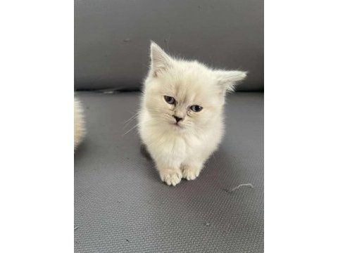 Süper kardeş kediler üreticiden