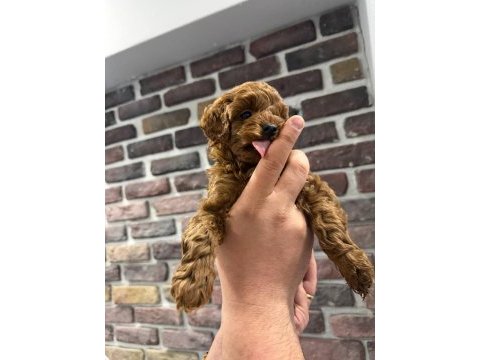 Teacup poodle yavrular
