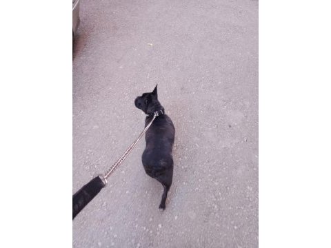 French bulldog