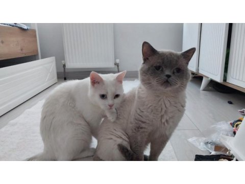 British shorthair kedisi