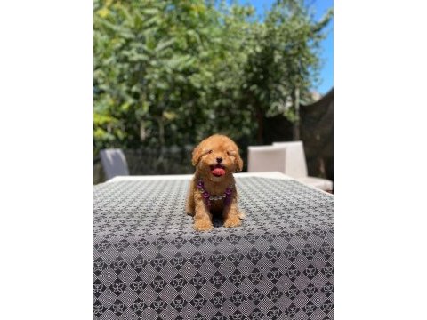 Poodle en mikrosu en özeli benim olsun isteyenlere