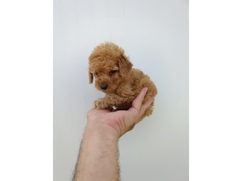 Orjinal toy poodle bebeklerimiz