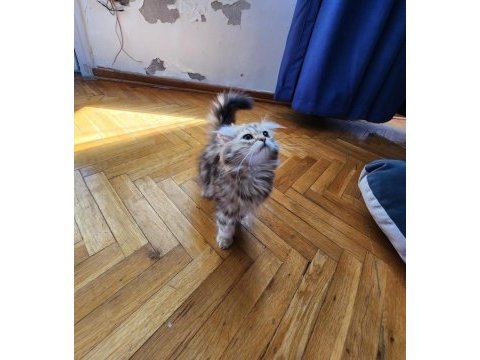 Scottish fold longhair