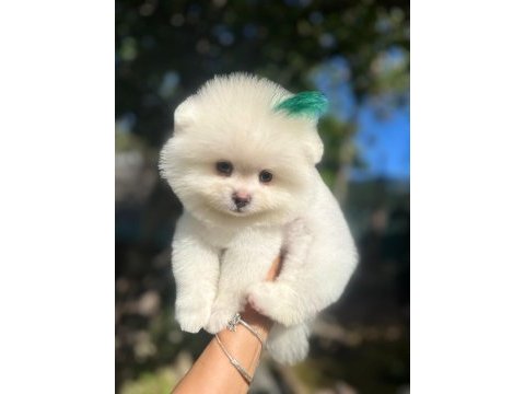 Pomeranian 2 aylık yavrumuz