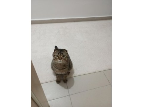 Scottish fold oğlum badem