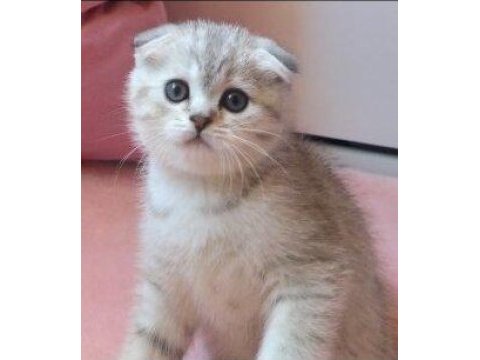 Silver tabby scottish fold