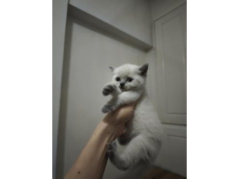 British shorthair blue point yavrularımız